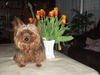 Yorkshire Terrier Foto: Männlein (ID 25674) Yorkshire Terrier Hund