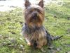 Yorkshire Terrier Foto (ID 18548) Yorkshire Terrier Hund