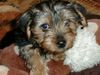 Yorkshire Terrier Foto: Giacomo (ID 3528) Yorkshire Terrier Hund