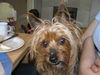 Yorkshire Terrier Foto: Bitte recht freundlich - Stiene 15 Jahre (ID 33883) Yorkshire Terrier Hund