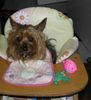 Yorkshire Terrier Foto: Hunger!!! - Stiene 15 Jahre (ID 33885) Yorkshire Terrier Hund