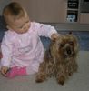 Yorkshire Terrier Foto: Laura und Stiene (ID 33886) Yorkshire Terrier Hund