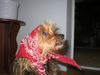 Yorkshire Terrier Foto: Stiene (ID 27757) Yorkshire Terrier Hund