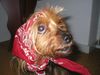 Yorkshire Terrier Foto: Stiene - Muß das wirklich sein? (ID 27758) Yorkshire Terrier Hund