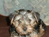 Yorkshire Terrier Foto: Giacomo (ID 3527) Yorkshire Terrier Hund
