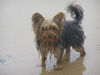 Yorkshire Terrier Foto: Yorkie Duffy bei ihrer Lieblingsbeschäftigung..schwimmen im Main (ID 31666) Yorkshire Terrier Hund