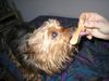 Yorkshire Terrier Foto: Stiene - Eis ist echt lecker! (ID 27759) Yorkshire Terrier Hund