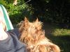Yorkshire Terrier Foto: Stiene - So kann man es aushalten (ID 27760) Yorkshire Terrier Hund
