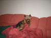 Yorkshire Terrier Foto: Stiene (ID 27761) Yorkshire Terrier Hund