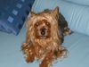 Yorkshire Terrier Foto: Stiene (ID 27762) Yorkshire Terrier Hund