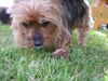 Yorkshire Terrier Foto: Stiene - Meine!! (ID 27763) Yorkshire Terrier Hund