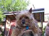 Yorkshire Terrier Foto: Stiene - Ich ess Blumen (ID 27764) Yorkshire Terrier Hund