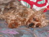 Yorkshire Terrier Foto: Ich mach mal Pause - Stiene (ID 33887) Yorkshire Terrier Hund