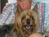 Yorkshire Terrier Foto: Stiene (ID 27766) Yorkshire Terrier Hund