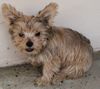 Yorkshire Terrier Foto: Hallo ich bin Sheila (ID 32477) Yorkshire Terrier Hund