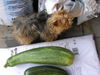 Yorkshire Terrier Foto: Immer diese Vergleiche! - Stiene (ID 33888) Yorkshire Terrier Hund