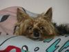 Yorkshire Terrier Foto: Stiene 14 J. (ID 28746) Yorkshire Terrier Hund