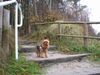 Yorkshire Terrier Foto: Stiene auf dem Weg zum Strand (ID 33889) Yorkshire Terrier Hund