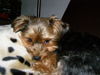Yorkshire Terrier Foto: gemütlichkeit (ID 35909) Yorkshire Terrier Hund