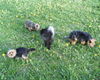Yorkshire Terrier Foto: drei unserer yorkies mit ihrem freund mohrle (perserkater) (ID 39323) Yorkshire Terrier Hund