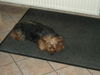 Yorkshire Terrier Foto: das ist der krümel (ID 30865) Yorkshire Terrier Hund