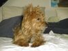 Yorkshire Terrier Foto: Genie 7 Jahre alt (ID 2230) Yorkshire Terrier Hund