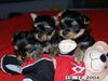 Yorkshire Terrier Foto: G-Wurf Mighty Heroes (ID 17232) Yorkshire Terrier Hund