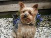 Yorkshire Terrier Foto: Einstein unser Bester (ID 12816) Yorkshire Terrier Hund