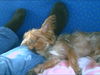 Yorkshire Terrier Foto: zina beim schlafen.. (ID 34133) Yorkshire Terrier Hund