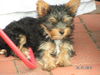Yorkshire Terrier Foto: frech , intelligent und schnell (ID 33674) Yorkshire Terrier Hund