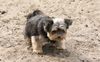 Yorkshire Terrier Foto: Jessy von den sieben Bergen (ID 38371) Yorkshire Terrier Hund