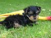 Yorkshire Terrier Foto: SAMMY MIT 10 WOCHEN (ID 22250) Yorkshire Terrier Hund