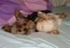 Yorkshire Terrier Foto: Polly und das Schäfchen (ID 22826) Yorkshire Terrier Hund