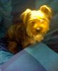 Yorkshire Terrier Foto: Un saludo desde España (ID 14775) Yorkshire Terrier Hund