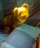 Yorkshire Terrier Foto: Un saludo desde España (ID 14776) Yorkshire Terrier Hund