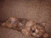 Yorkshire Terrier Foto: Rudi auf Sofa (ID 7782) Yorkshire Terrier Hund