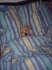 Yorkshire Terrier Foto: Rudi im Bett (ID 7781) Yorkshire Terrier Hund