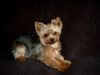 Yorkshire Terrier Foto: Sophie (ID 6716) Yorkshire Terrier Hund