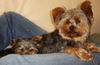 Yorkshire Terrier Foto: KESSY und RITSCHI (ID 38444) Yorkshire Terrier Hund