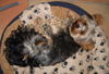 Yorkshire Terrier Foto: KESSY und RITSCHI (ID 38445) Yorkshire Terrier Hund