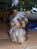 Yorkshire Terrier Foto: KESSY (ID 38446) Yorkshire Terrier Hund