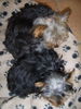 Yorkshire Terrier Foto: Synchron-Schlafen (ID 38447) Yorkshire Terrier Hund