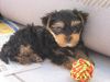 Yorkshire Terrier Foto: sammy mit 8 wochen (ID 21821) Yorkshire Terrier Hund