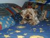 Yorkshire Terrier Foto: Unser 2. Kind Sandy (ID 6931) Yorkshire Terrier Hund