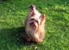 Yorkshire Terrier Foto: Shadow geht auf Erkundungstour (ID 8265) Yorkshire Terrier Hund