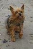 Yorkshire Terrier Foto: Stiene am Strand (ID 33892) Yorkshire Terrier Hund