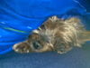 Yorkshire Terrier Foto: Mein Rentner...(14j.) (ID 41395) Yorkshire Terrier Hund