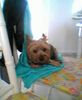 Yorkshire Terrier Foto: Warum sind Strand besuche immer so anstrengend ?! (ID 35012) Yorkshire Terrier Hund