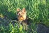 Yorkshire Terrier Foto: Ich bin Tequila! (ID 4879) Yorkshire Terrier Hund