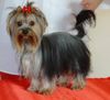 Yorkshire Terrier Foto: Terciopello´s Tiara picollo mio principessa (ID 10184) Yorkshire Terrier Hund